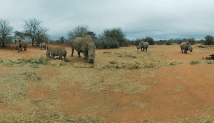 近距离无死角 观看南非犀牛